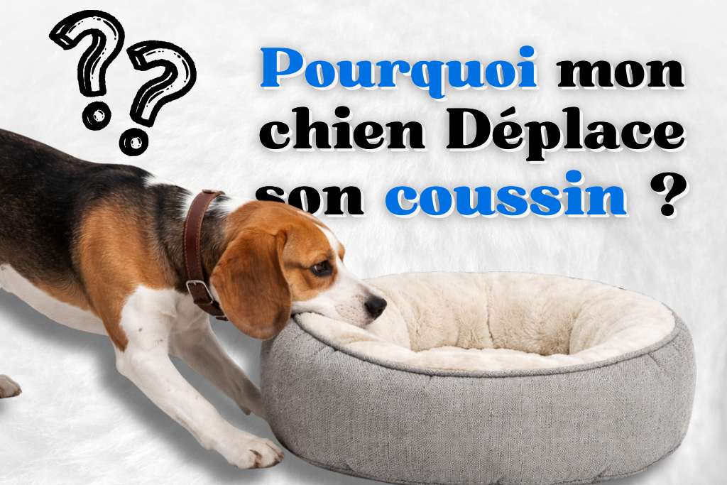 Pourquoi mon chien déplace son coussin ?