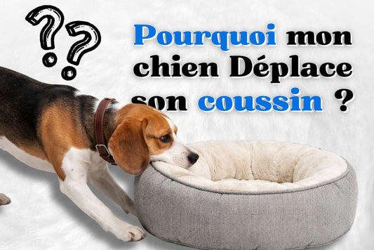 Pourquoi mon chien déplace son coussin ?