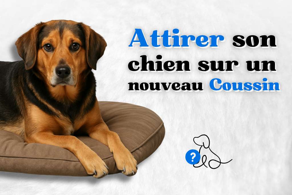 Attirer son chien sur un nouveau coussin