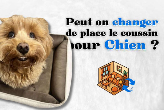 Peut on changer de place le coussin pour Chien ?