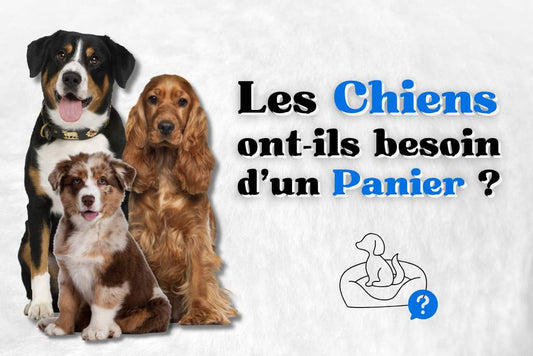 Les chiens ont ils besoin d'un panier ?