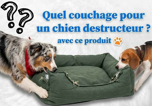 Quel couchage pour un chien destructeur ?