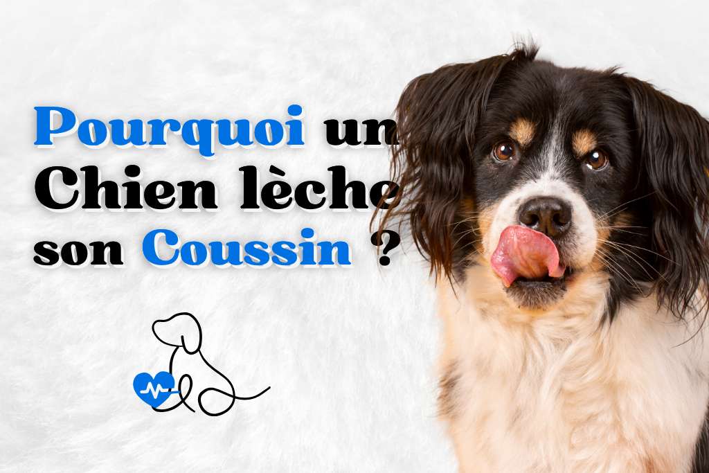 Pourquoi un chien lèche son coussin ?