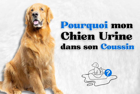 Pourquoi mon chien fait pipi dans son coussin ?