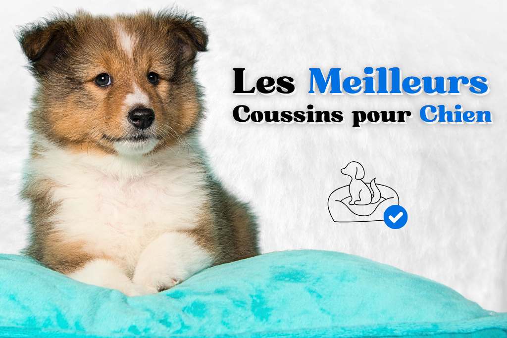 Les meilleurs coussins pour chien