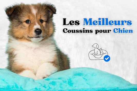 Les meilleurs coussins pour chien