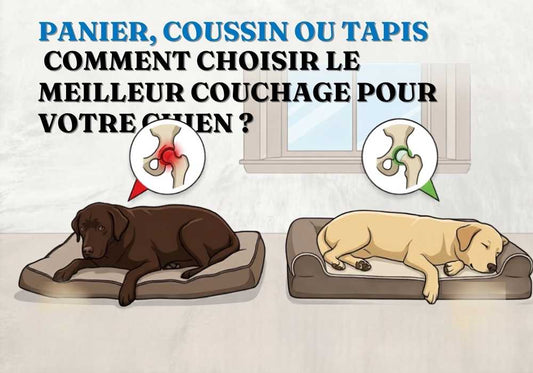 Panier, Coussin ou Tapis : Comment Choisir le Meilleur Couchage pour Votre Chien ?