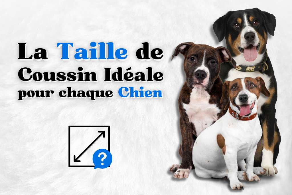 Taille de coussin parfaite pour chaque race de chien
