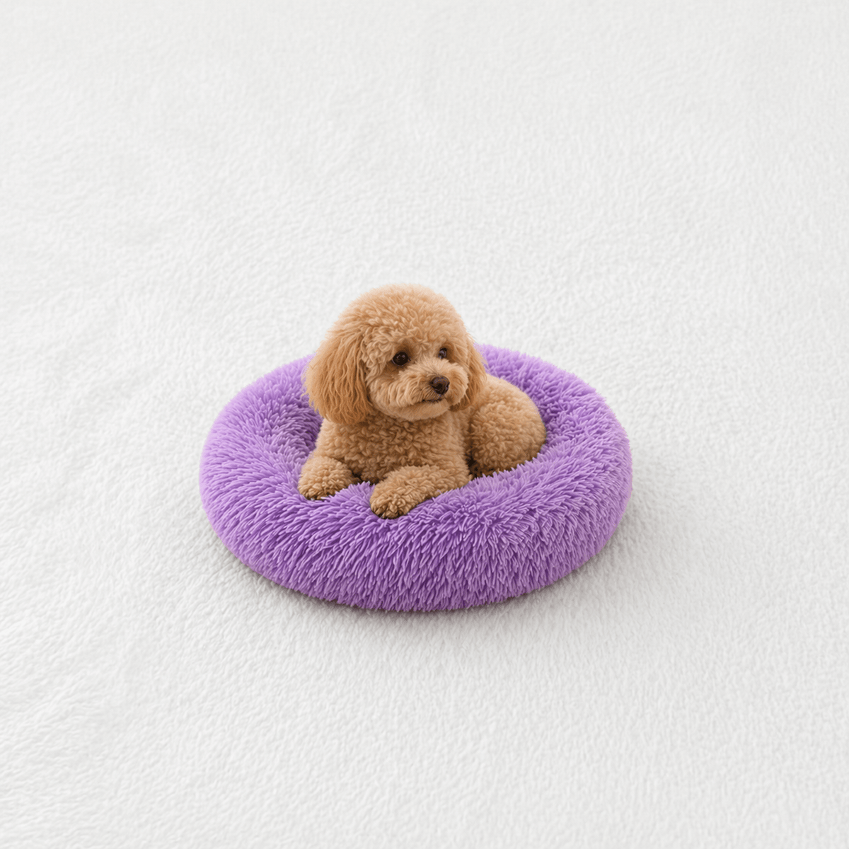 Un chien assis sur le Coussin Anti-stress pour Chien Violet 