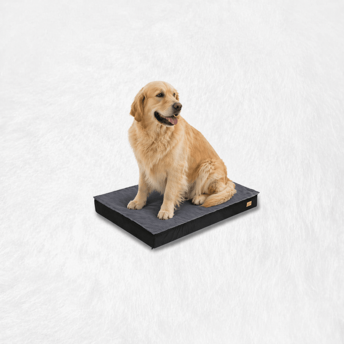 Un chien assis sur le Coussin pour Chien XXL Déhoussable