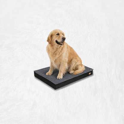 Un chien assis sur le Coussin pour Chien XXL Déhoussable